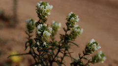 Hebenstretia parviflora