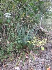 Yucca filamentosa