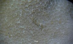 Periclimenes diversipes