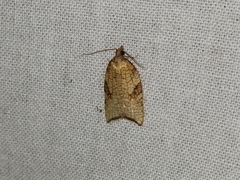 Acleris rhombana