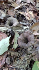 Craterellus cornucopioides