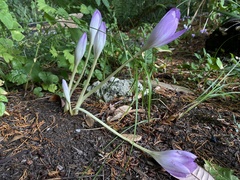 Colchicum speciosum
