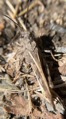 Cratypedes neglectus