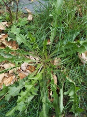 Taraxacum erythrospermum