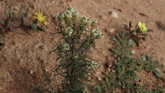 Hebenstretia parviflora