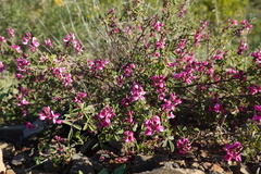 Indigofera amoena