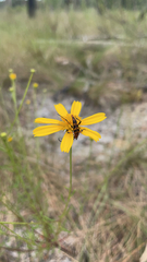 Strangalia sexnotata