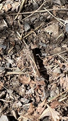 Cratypedes neglectus