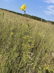 Silphium integrifolium