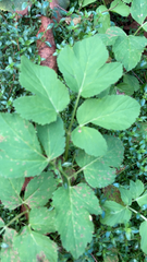 Aegopodium podagraria