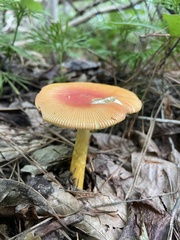 Amanita