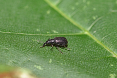 Caenorhinus mannerheimii