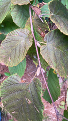 Betulaceae