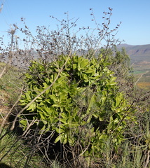 Tylecodon paniculatus