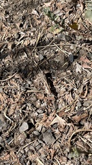 Cratypedes neglectus