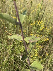 Silphium integrifolium