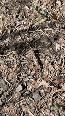 Cratypedes neglectus