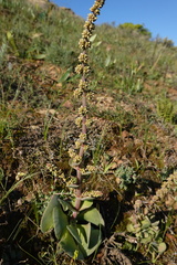 Crassula