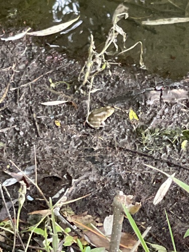 American Bullfrog