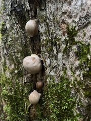 Lycogala flavofuscum
