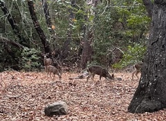 Odocoileus hemionus californicus