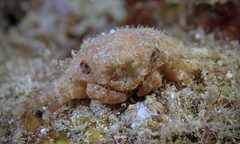 Exopalicus maculatus
