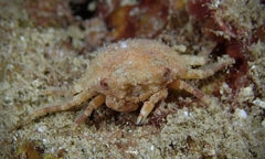 Exopalicus maculatus