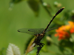 Progomphus obscurus