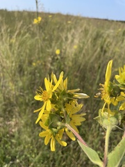 Silphium integrifolium