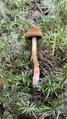 Cortinarius semisanguineus