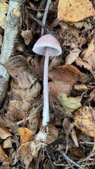 Mycena pura