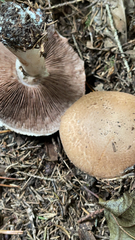 Stropharia rugosoannulata