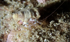 Pagurixus nomurai