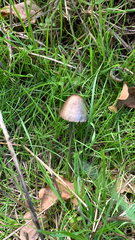 Panaeolus papilionaceus