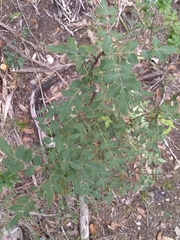 Berberis swaseyi