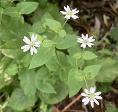 Stellaria nemorum