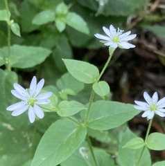 Stellaria nemorum