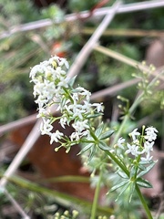 Galium mollugo