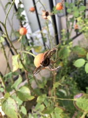Rosa rubiginosa