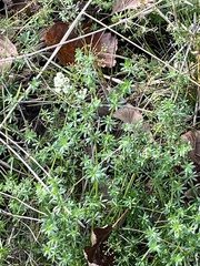 Galium mollugo