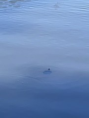 Deirochelyinae