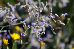 Limonium narbonense