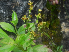 Tetrachyron orizabaensis