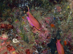 Anthias anthias