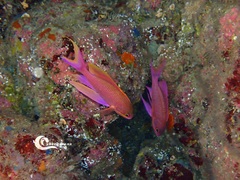 Anthias anthias