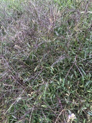 Digitaria sanguinalis