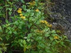 Tetrachyron orizabaensis