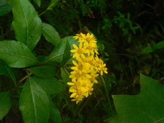 Tetrachyron orizabaensis