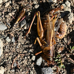 Melanoplus sanguinipes