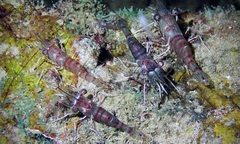 Rhynchocinetes rathbunae